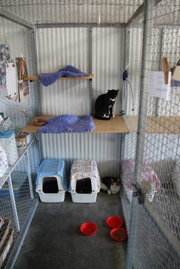 smokey and bandit, from wodonga, love to share a double house in our cattery